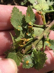 Puccinia modiolae