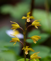 Oreorchis nana