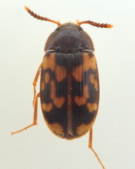 Mycetophagus serrulatus