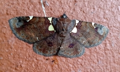 Antiblemma albipunctata