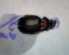 Chlaenius nigricornis