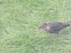 Sturnus vulgaris