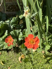 Geum quellyon