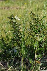 Erysimum cheiranthoides