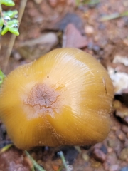 Coprinellus bipellis