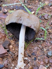Coprinellus bipellis