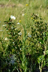 Erysimum cheiranthoides