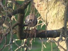 Sturnus vulgaris