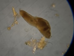 Nodosariata
