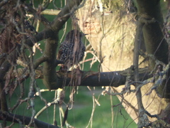 Sturnus vulgaris