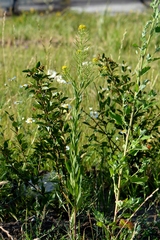 Erysimum cheiranthoides