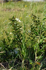 Erysimum cheiranthoides