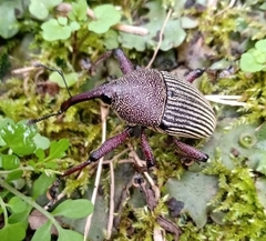 Cholus parallelogrammus