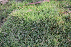 Zoysia matrella