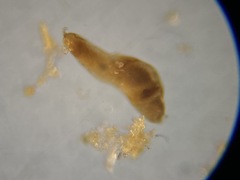 Nodosariata