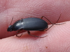 Calathus opaculus