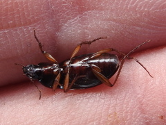 Calathus opaculus