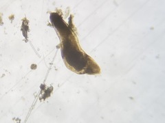 Nodosariata