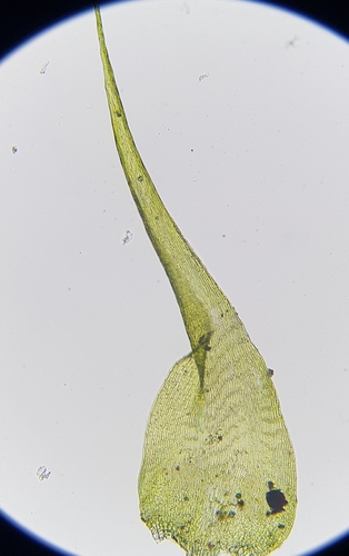 Image of Campylium protensum by (c) Helen Waterman, some rights reserved (CC BY)