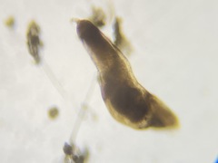 Nodosariata