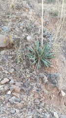 Agave parviflora