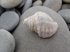 Neptunea decemcostata