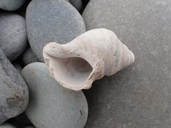 Neptunea decemcostata