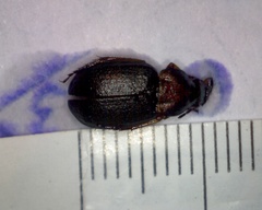 Chlaenius nigricornis