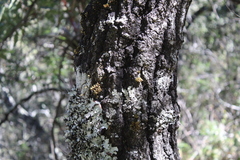Quercus acutifolia