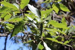 Quercus acutifolia