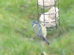 Cyanistes caeruleus