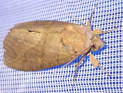 Eudocima afrikana