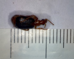 Brachinus psophia