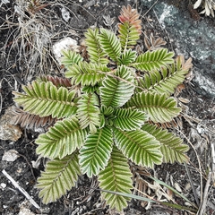 Acaena cylindristachya