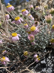 Erigeron parishii