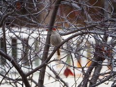Phoenicurus ochruros