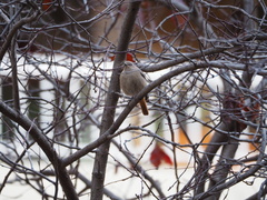 Phoenicurus ochruros