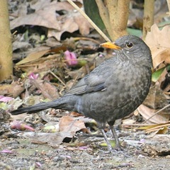 Turdus merula