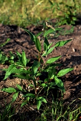 Persicaria maculosa
