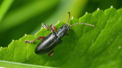 Plateumaris consimilis