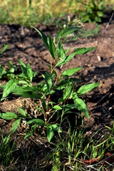 Persicaria maculosa