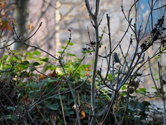 Cyanistes caeruleus
