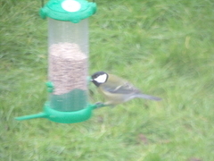 Parus major