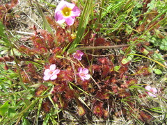 Drosera collinsiae