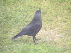 Corvus monedula