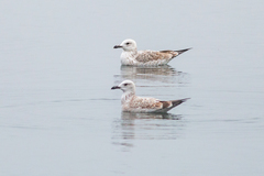 Larus cachinnans