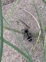 Traumatomutilla indica