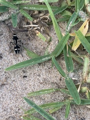 Traumatomutilla indica