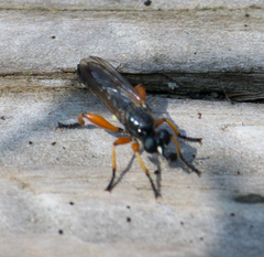 Laphria sadales