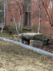 Sciurus carolinensis